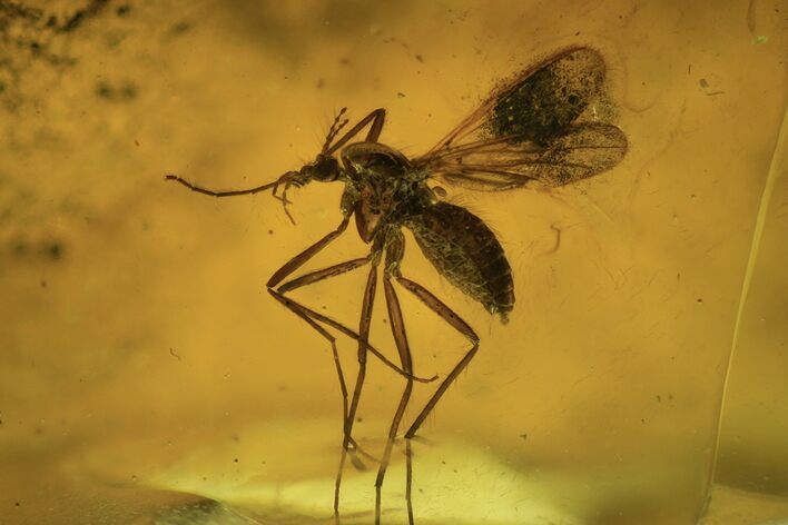 Fossil Fly (Diptera) In Baltic Amber #109515